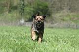 BORDER TERRIER 053
